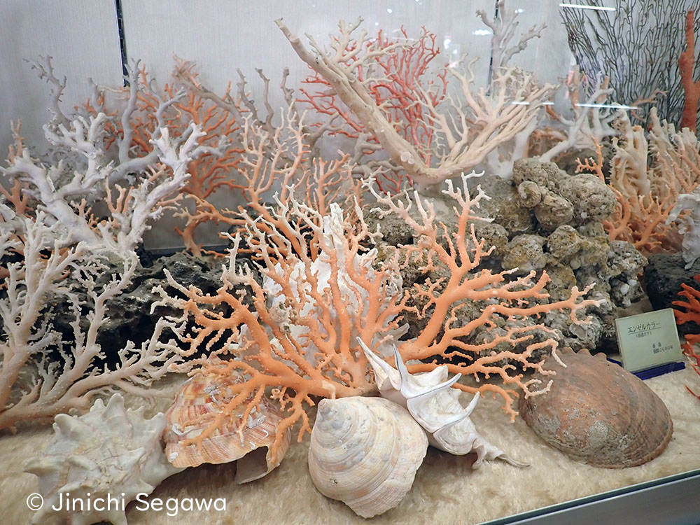 五島列島福江島の珊瑚で栄えた富江町 | 五島列島ファン